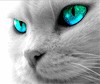 EchoCat's Avatar
